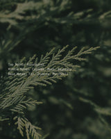 Abundance - Alchemist + Co