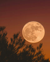 Harvest Moon Wellness Ritual - Alchemist + Co