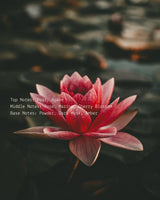 Lotus - Alchemist + Co