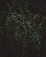 Release Wellness Candle - Alchemist + Co