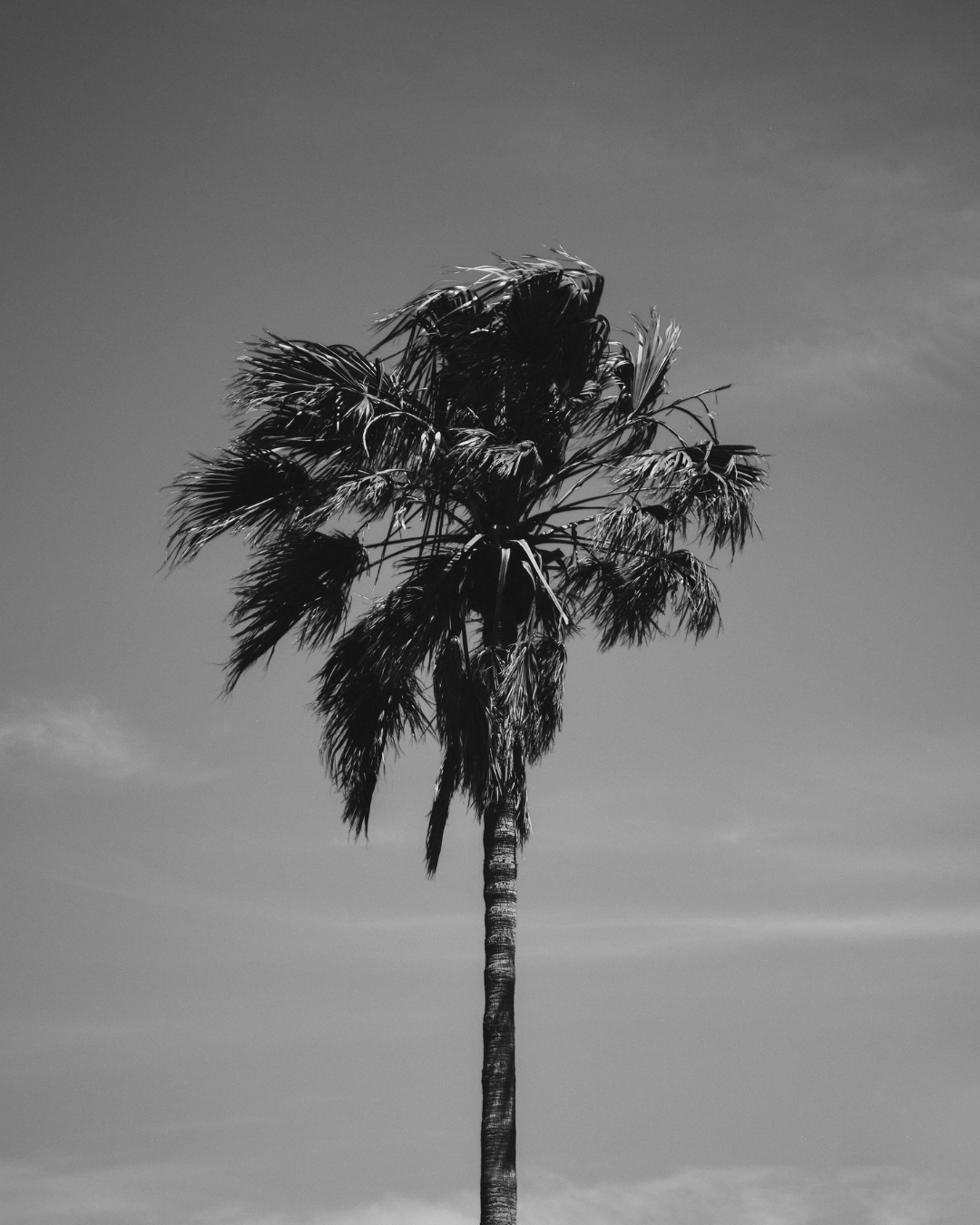 A New Chapter: A Los Angeles Reopening, Rooted in Ritual - Alchemist + Co