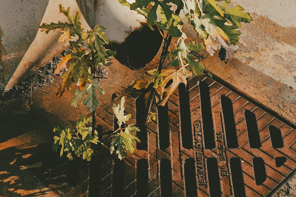Weeds growing persistently through a drainage cover.