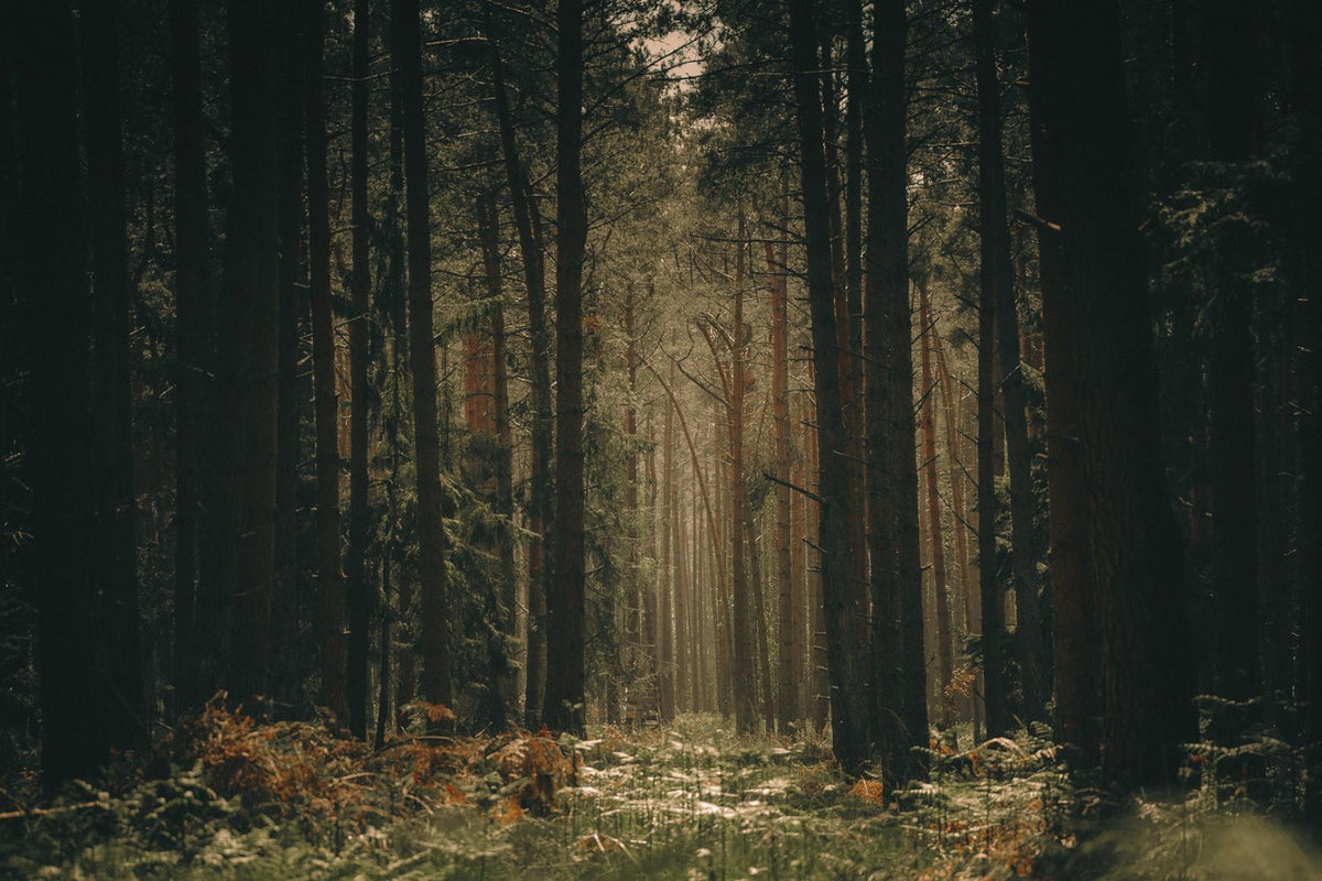 Image of the woods with sunlight and greenery