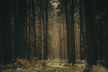 Image of the woods with sunlight and greenery