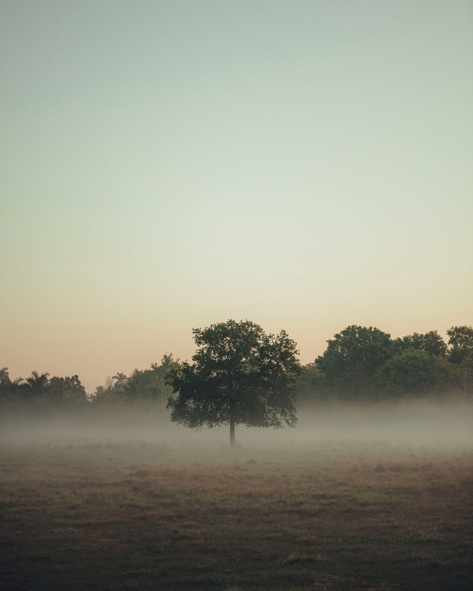 Image of the woods with sunlight and greenery