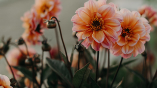 Floral + Sensual - Alchemist + Co