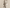 A branch of cotton on a neutral background.