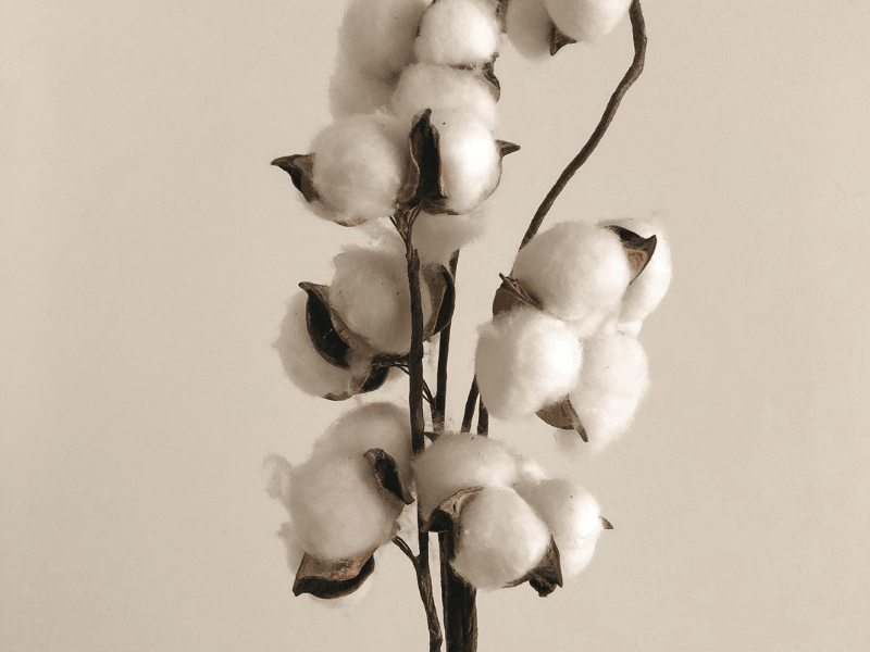 Fresh + Airy