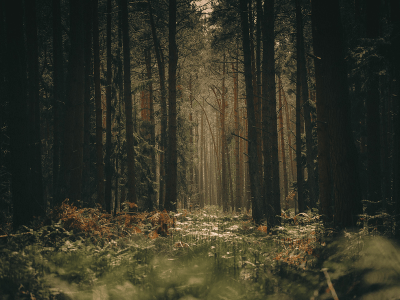 Woods + Earth