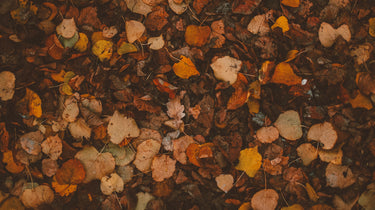 Fallen Leaves Candle with Crystals + Botanicals | Alchemist + Co.