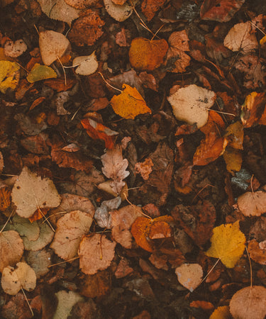 Fallen Leaves Candle with Crystals + Botanicals | Alchemist + Co.