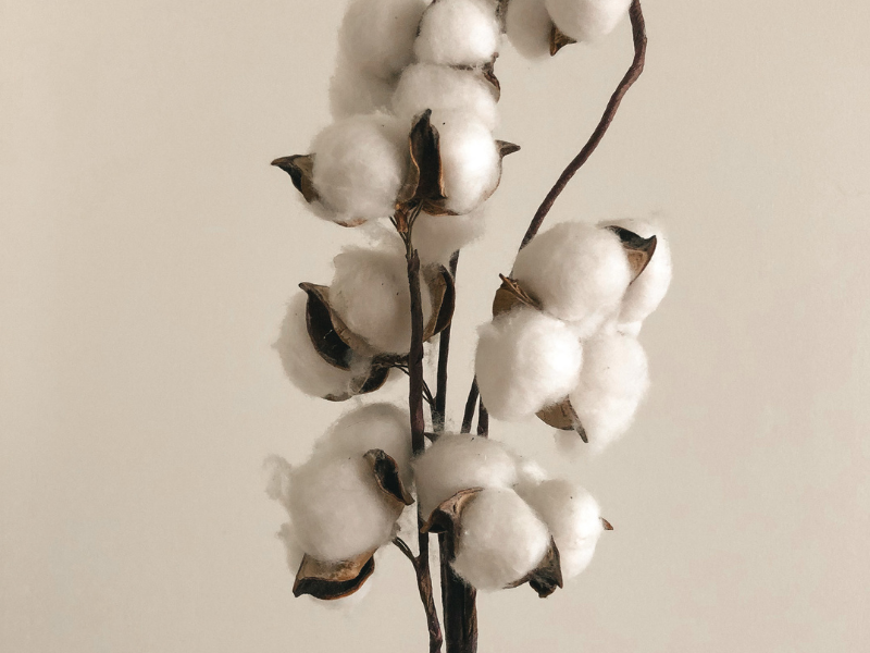 Branch of cotton with white fluffy buds on a beige background.