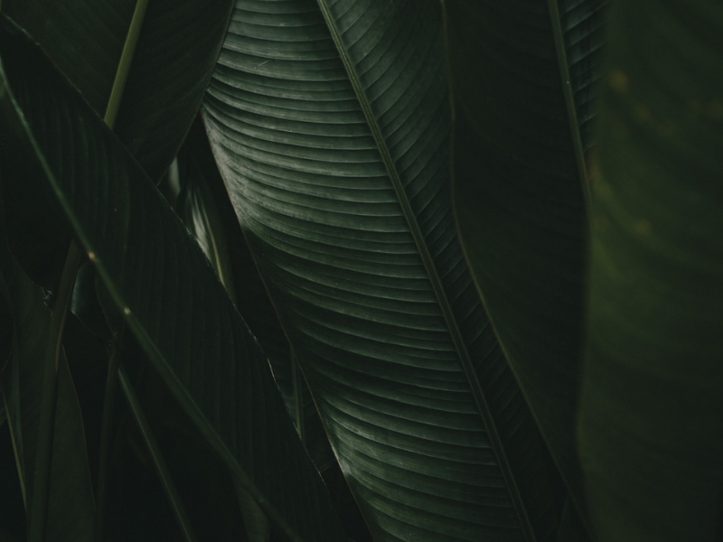Close-up of dark green leaves with a blurred background.