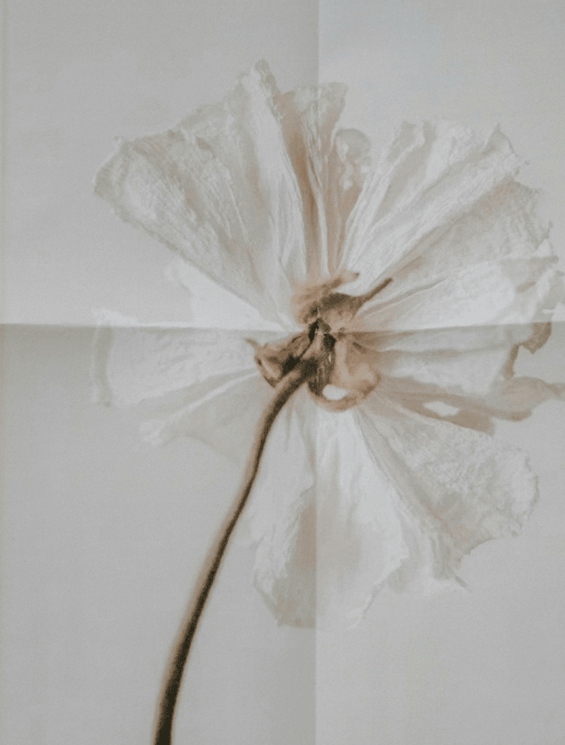 A dried white flower with a long stem, photographed against a plain light background. The flower petals are translucent and slightly curled, with a soft neutral color palette.