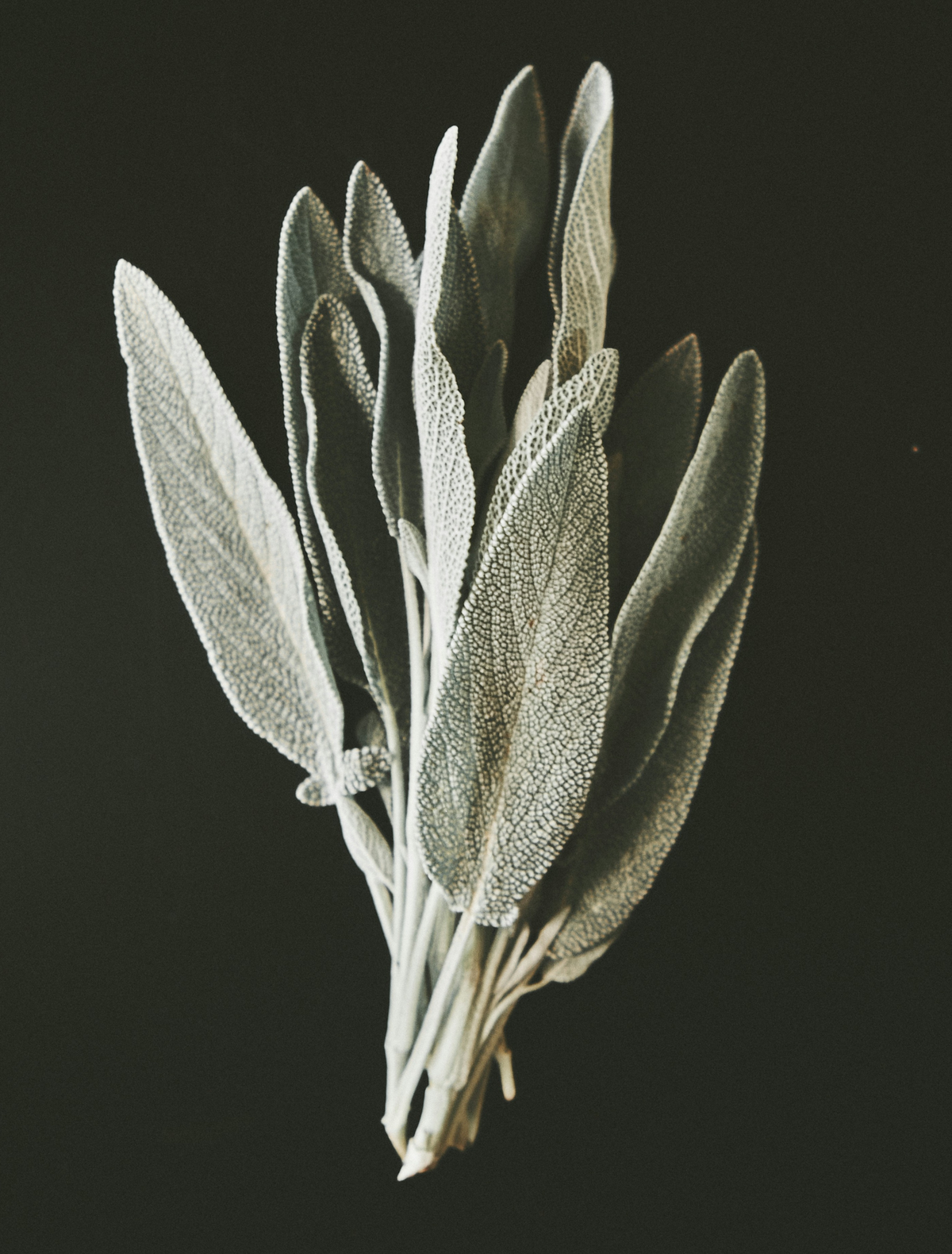 Silvery sage leaves gathered in a loose sprig against black, the hero note of the Authorship candle