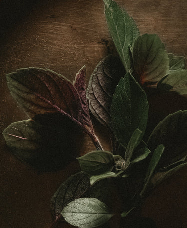 Dark Feminine Wellness Candle - Alchemist + Co