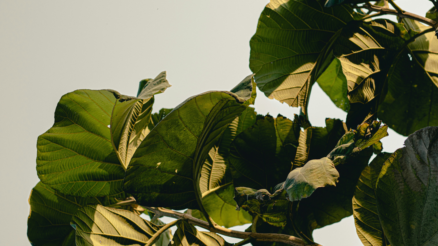 Close-up of large green leaves against a light background