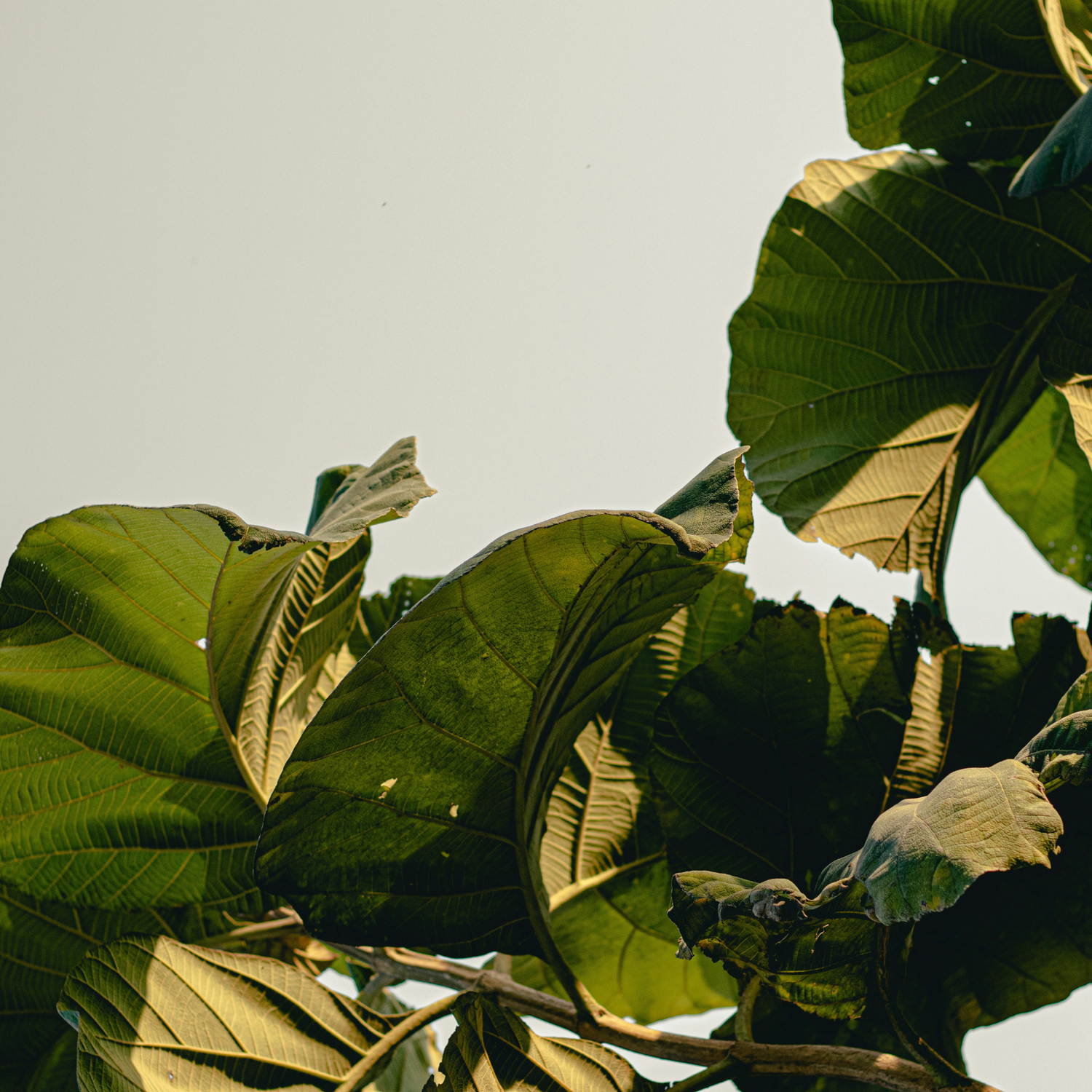 Large green leaves of a tree with visible veins and natural sunlight against a pale sky.