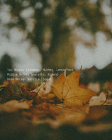 Fallen Leaves - Alchemist + Co