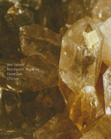 Fallen Leaves - Alchemist + Co