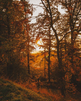 Fallen Leaves Wellness Candle - Alchemist + Co