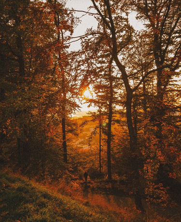 Fallen Leaves Wellness Candle - Alchemist + Co