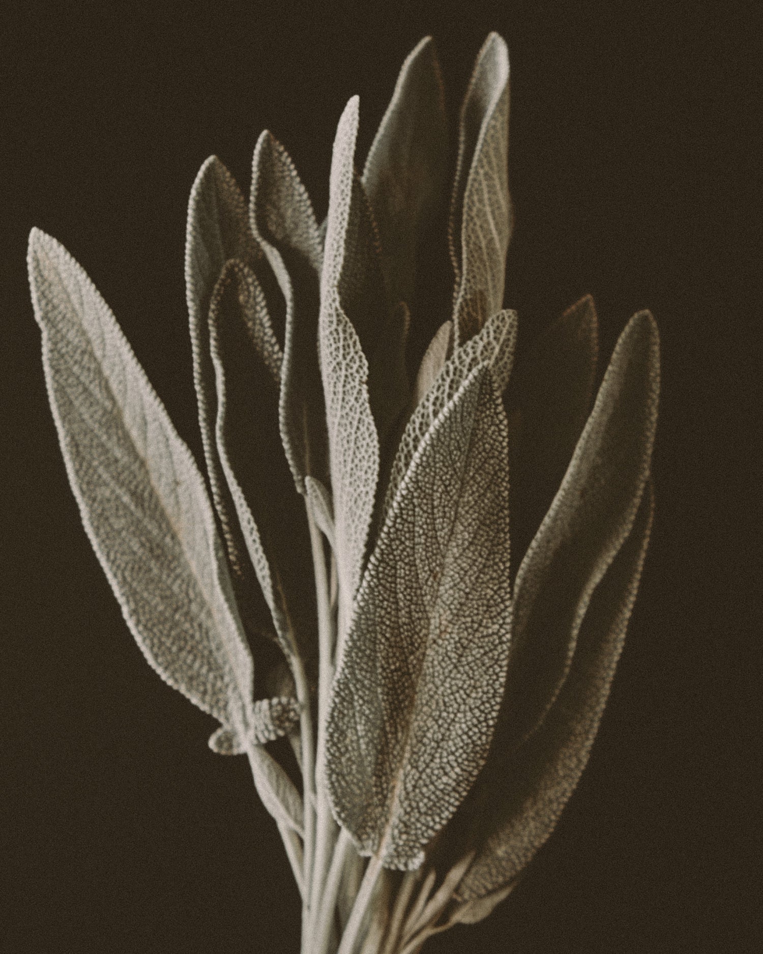 Close-up of a white sage with textured leaves on a dark background.