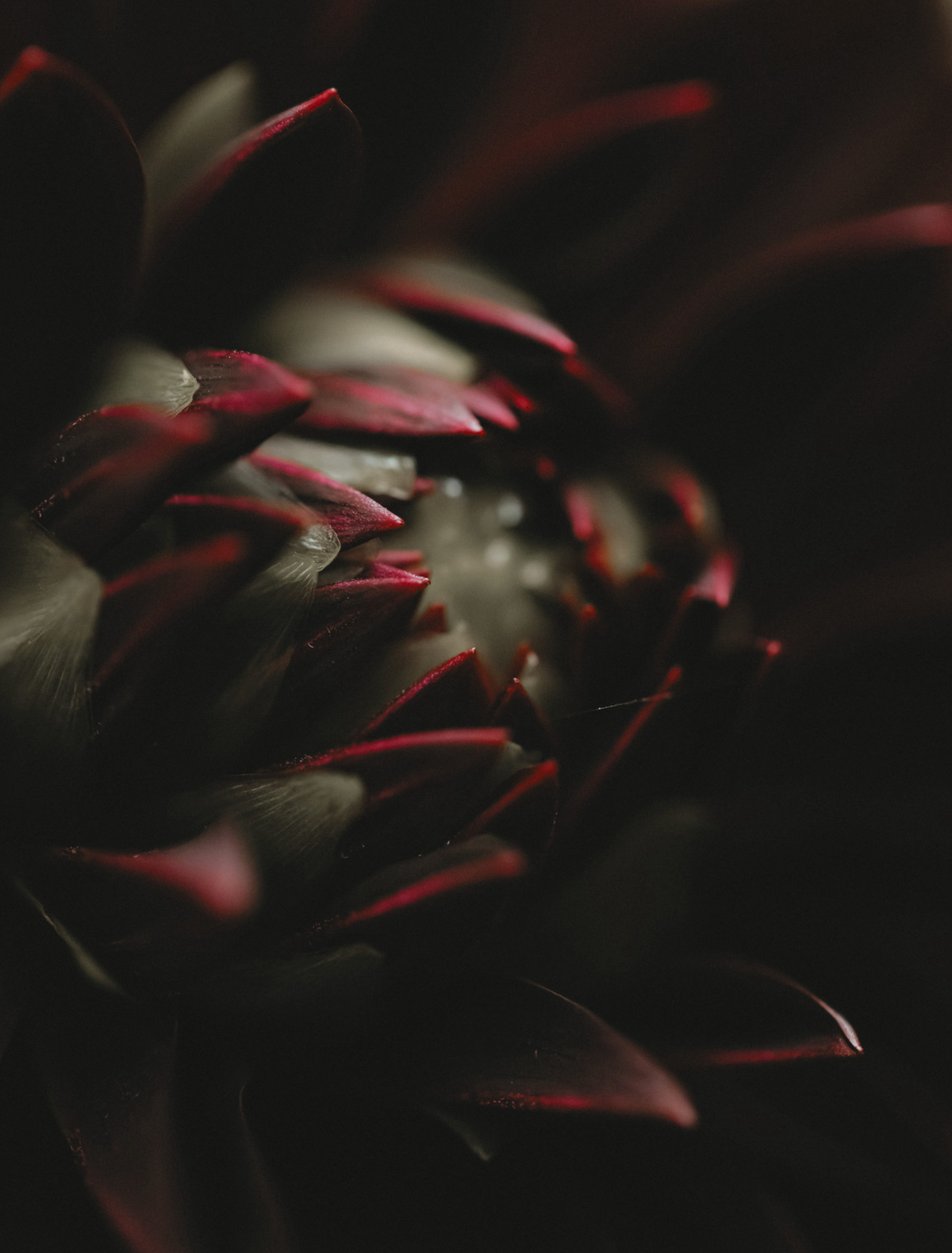 The tightly closed center of a deep burgundy dahlia in close-up, the hero note of the Friction candle