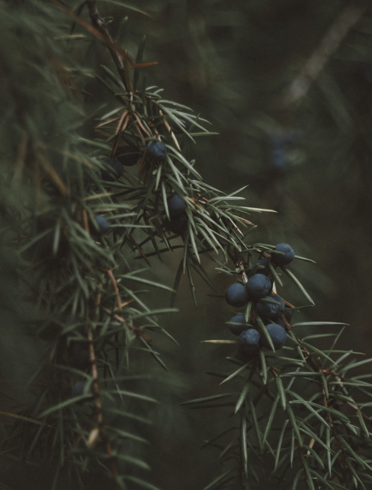 Dusty blue juniper berries on a needled branch in soft, muted light, the hero note of the Gemini candle