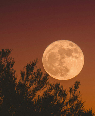 Harvest Moon Wellness Ritual - Alchemist + Co