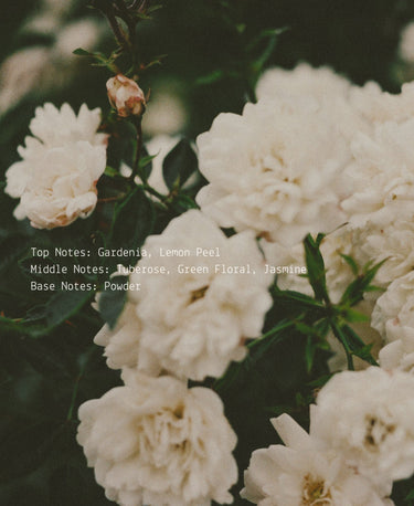 III. The Empress - Alchemist + Co