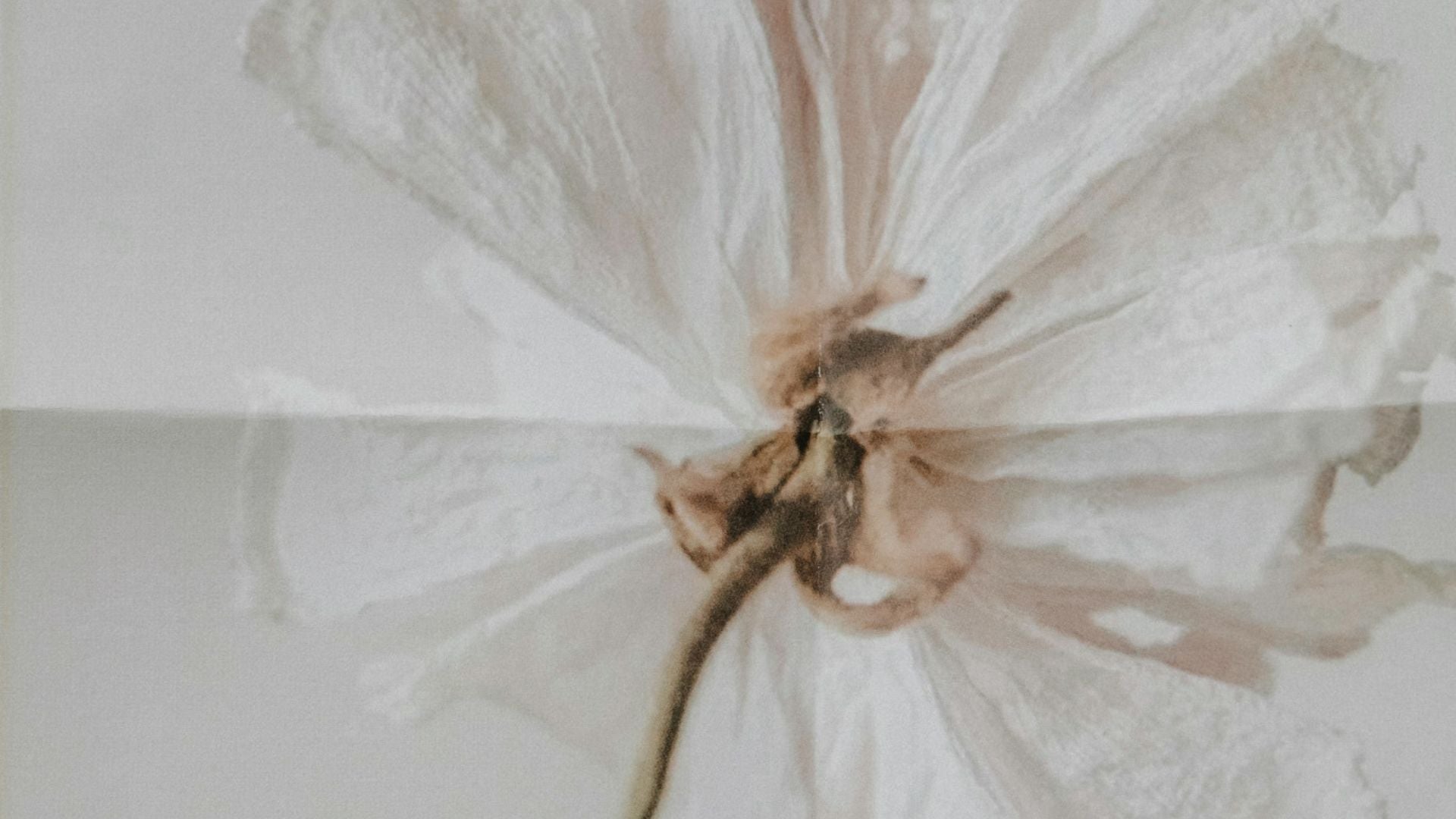 A close-up of a dried flower with translucent white petals and a brown center, photographed against a pale neutral background.