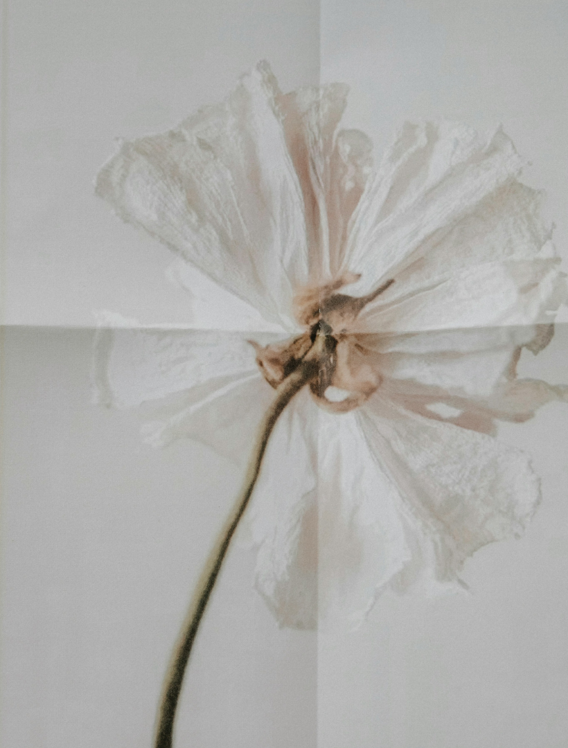 A dried white flower with a long stem, photographed against a plain light background. The flower petals are translucent and slightly curled, with a soft neutral color palette.