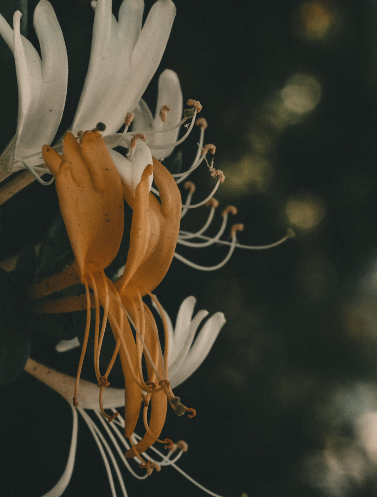White and golden honeysuckle blossoms with delicate stamens against a dark, softly lit background, the hero note of the Interval candle
