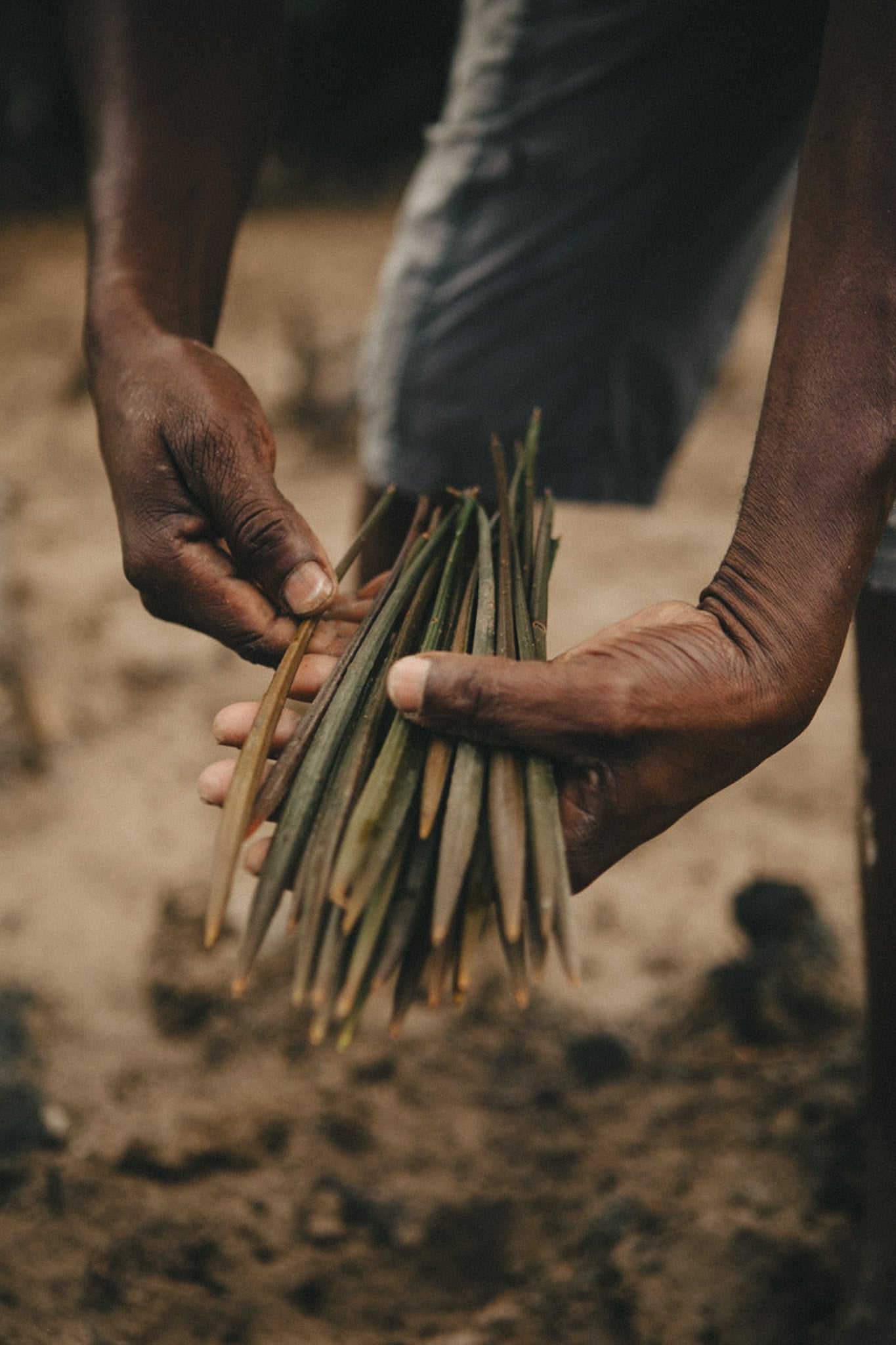 Close-up of hands holding a bundle of sticks with a blurred natural background.