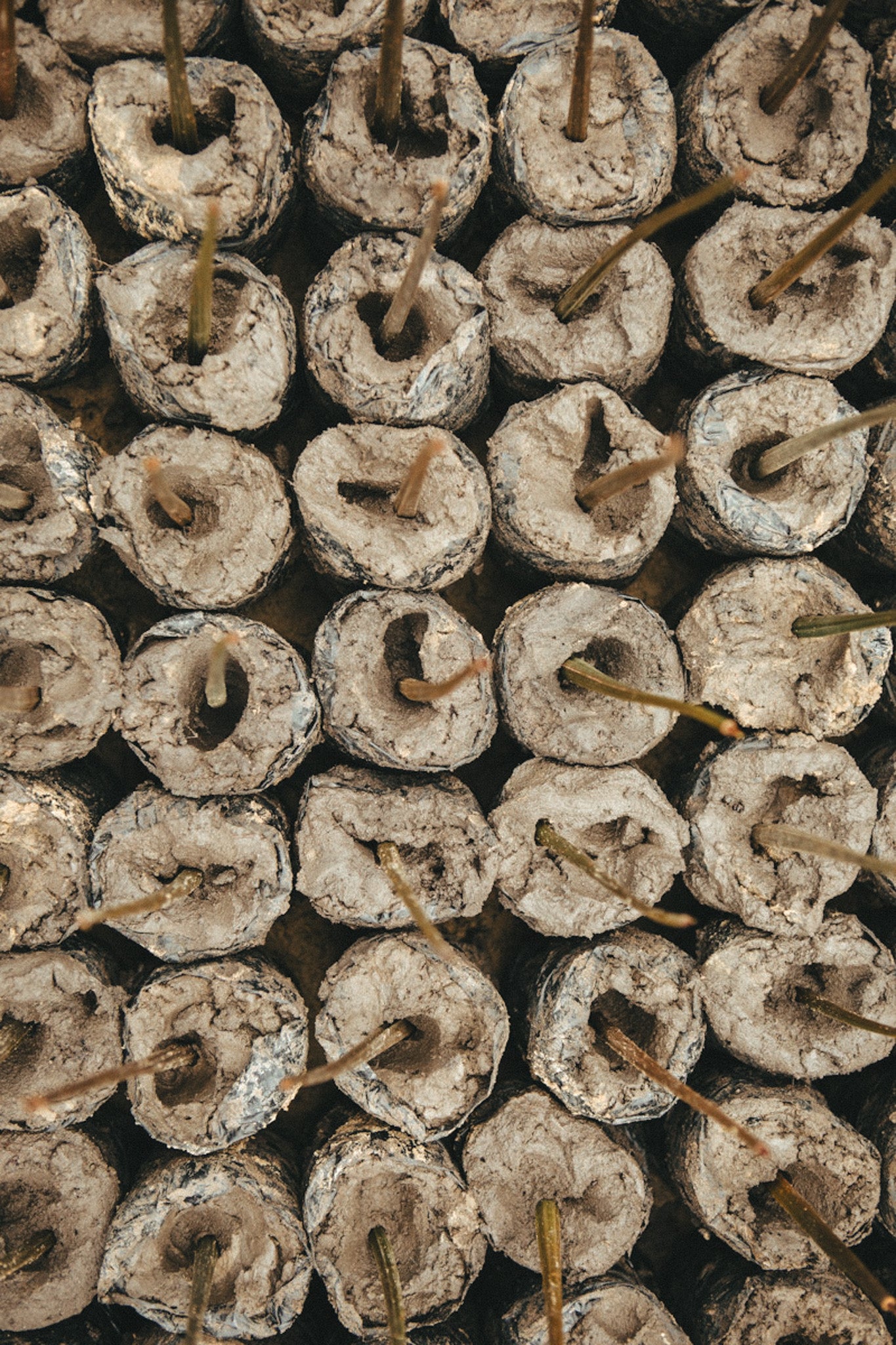 Close-up of small circular seed starting pots with green shoots emerging.