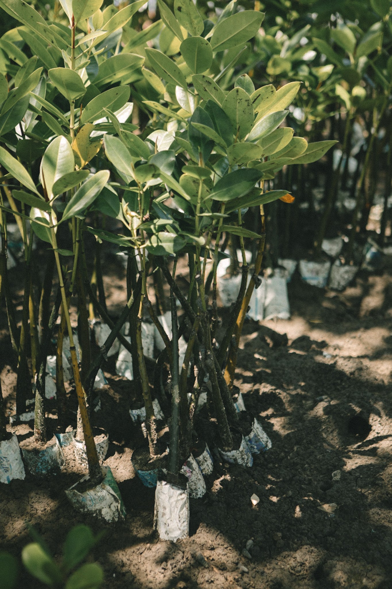 Young trees with white protective bands in a nursery setting.
