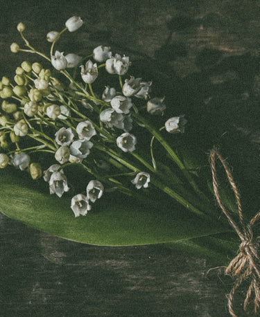 Lily of the Valley Wellness Candle - Alchemist + Co