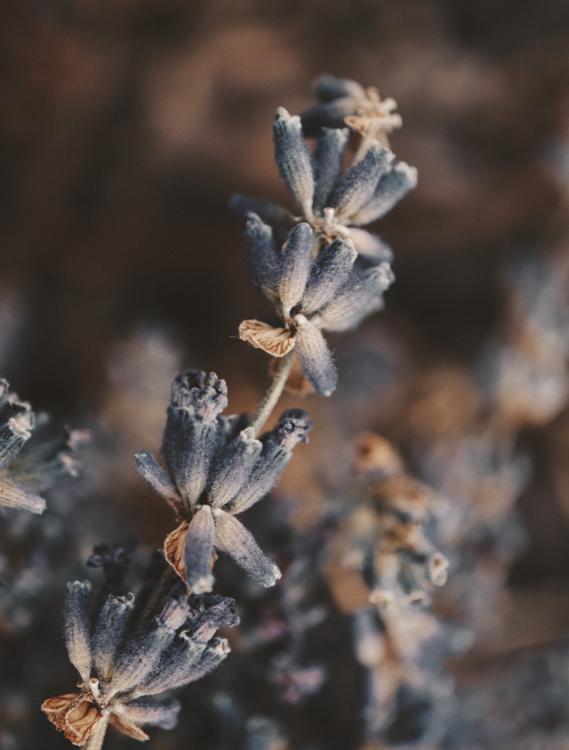 Dried lavender buds in dusty blue-gray against a soft, warm background, the hero note of the Pisces candle
