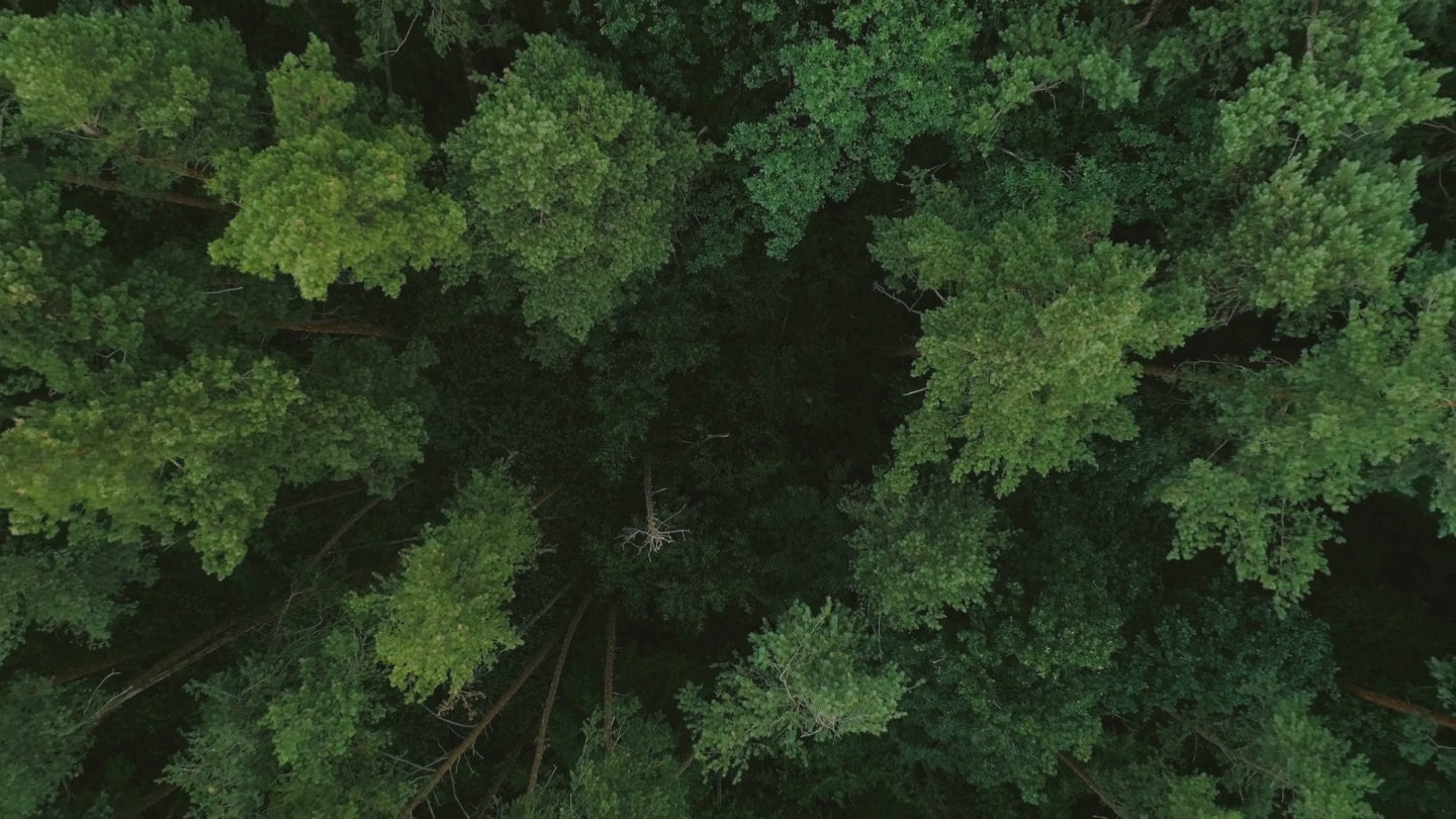 Serene forest aerial view with tall trees and sunlight filtering through, symbolizing Alchemist + Co's commitment to sustainability and nature preservation.