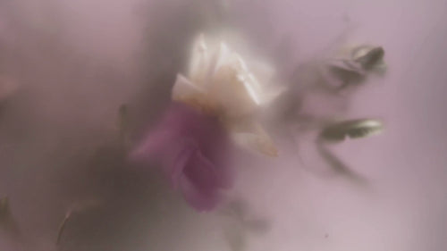 Editorial video of blurred florals.
