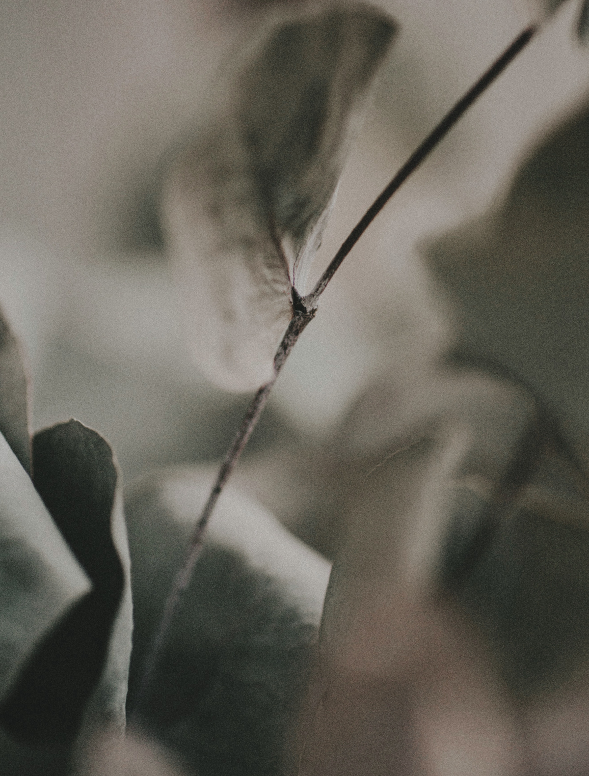 A slender eucalyptus stem with silvery leaves in soft, misty light, the hero note of the Revision candle