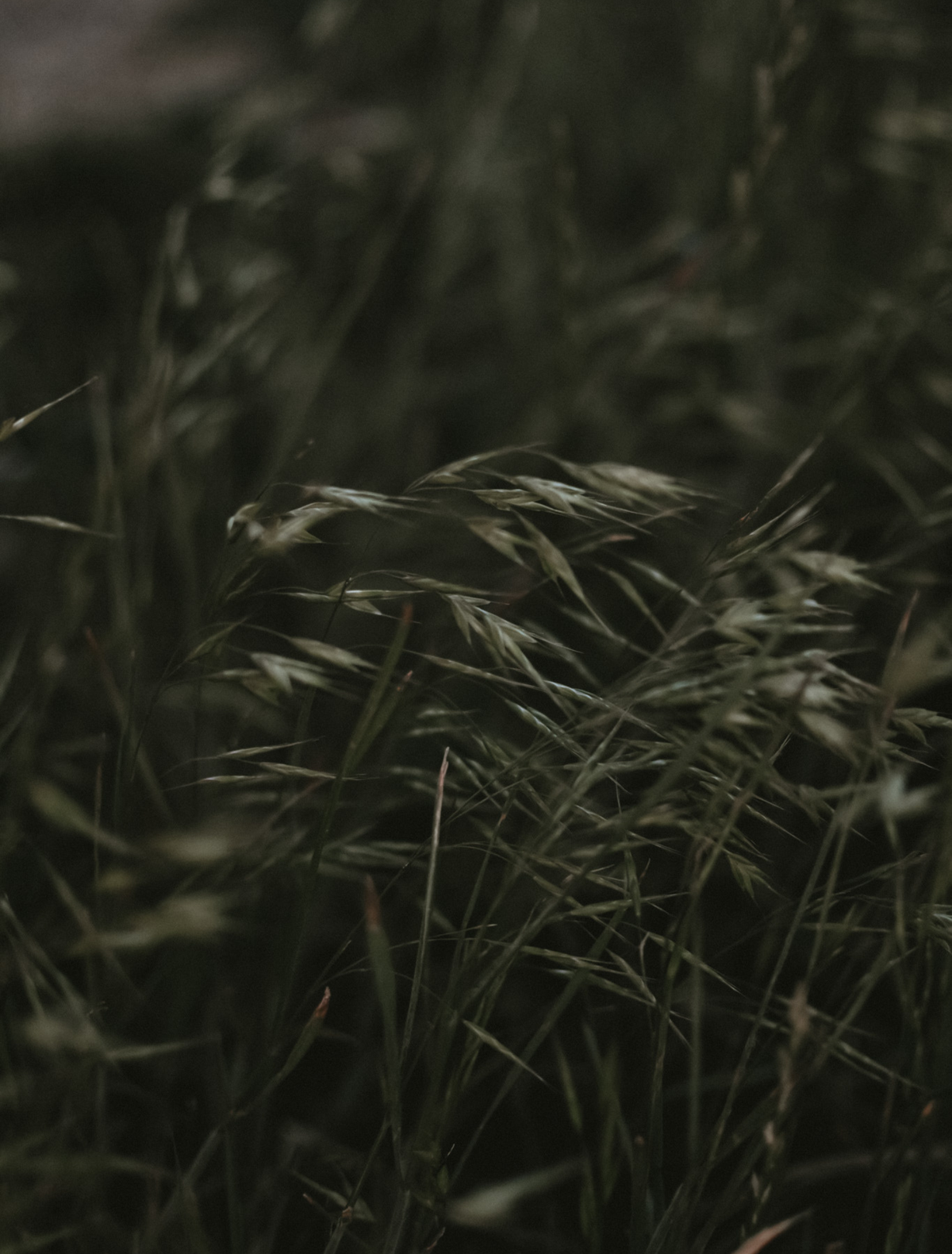 Wild grass seed heads bending in the wind at dusk, the hero note of the Sagittarius candle
