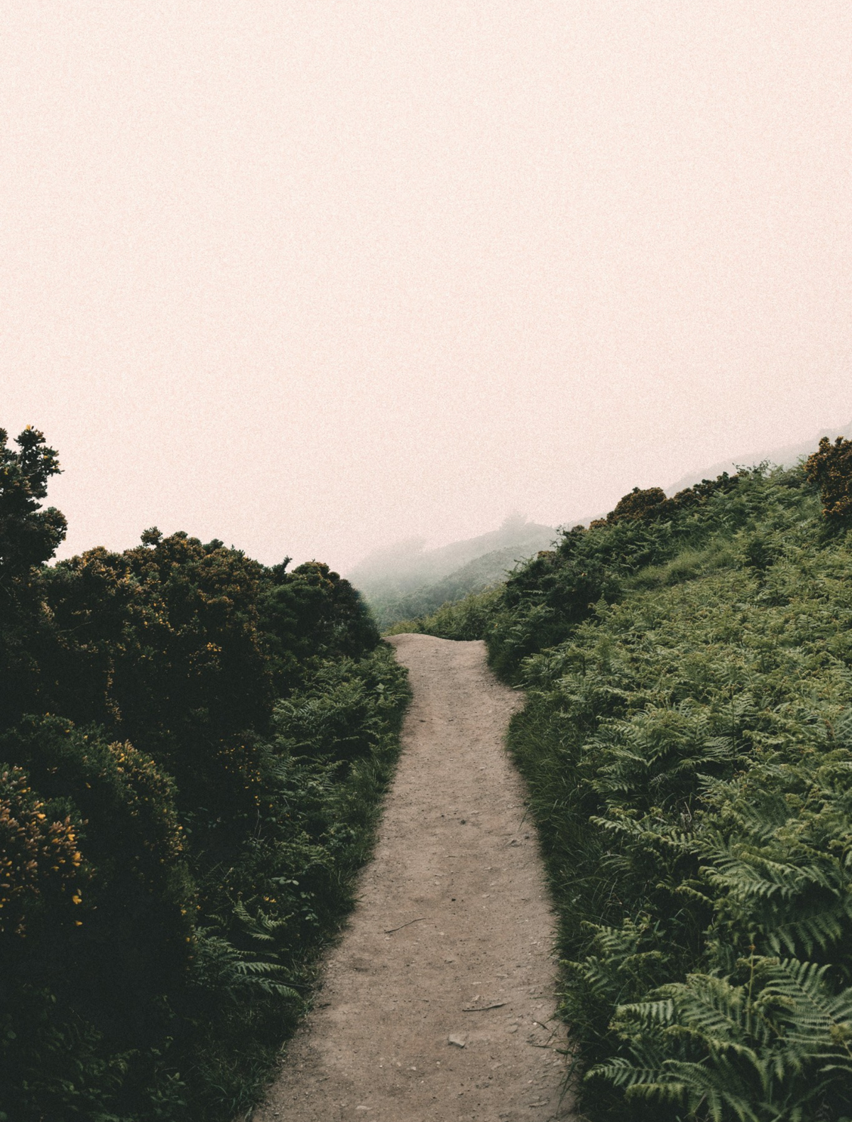 A narrow dirt path winding through dense green foliage and ferns under a pale, misty sky.