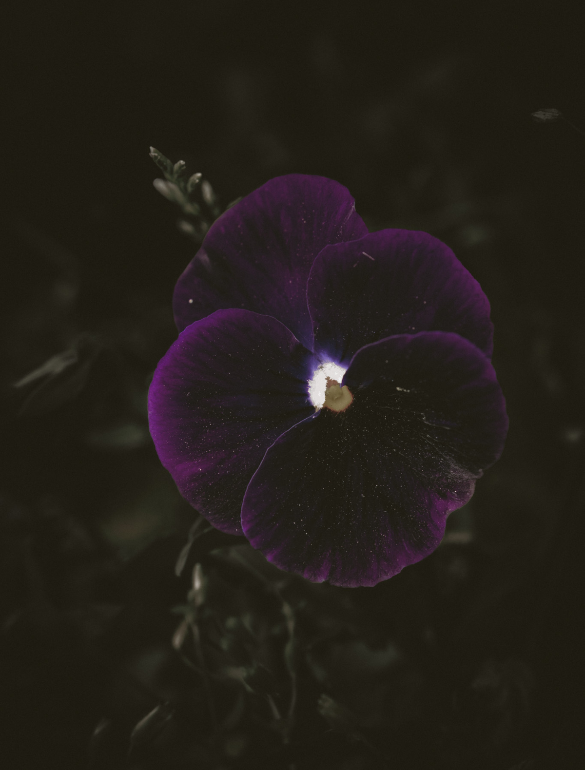 A deep purple viola fading to near-black at its center against dark foliage, the hero note of the Scorpio candle