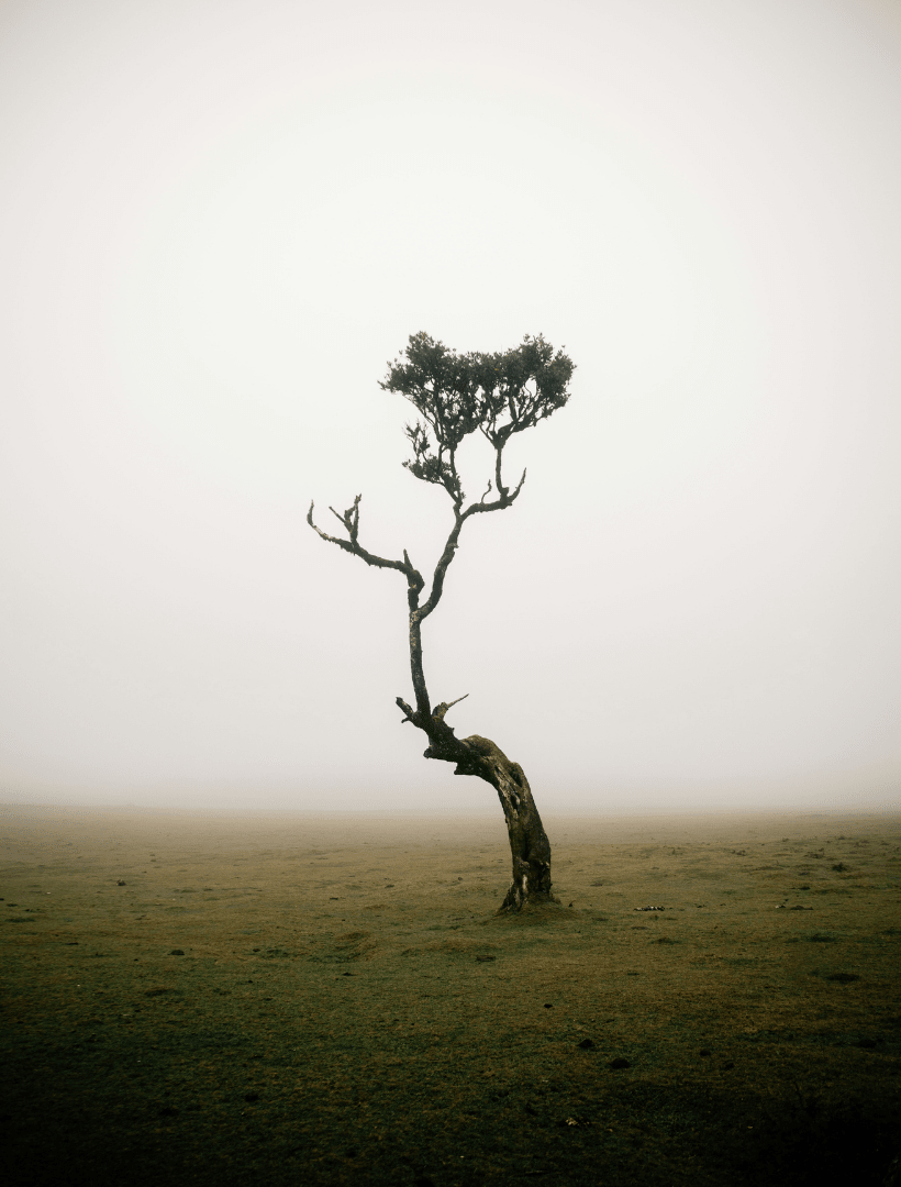 A lone gnarled tree stands on a grassy plain in a foggy landscape, with a pale gray sky and low visibility.