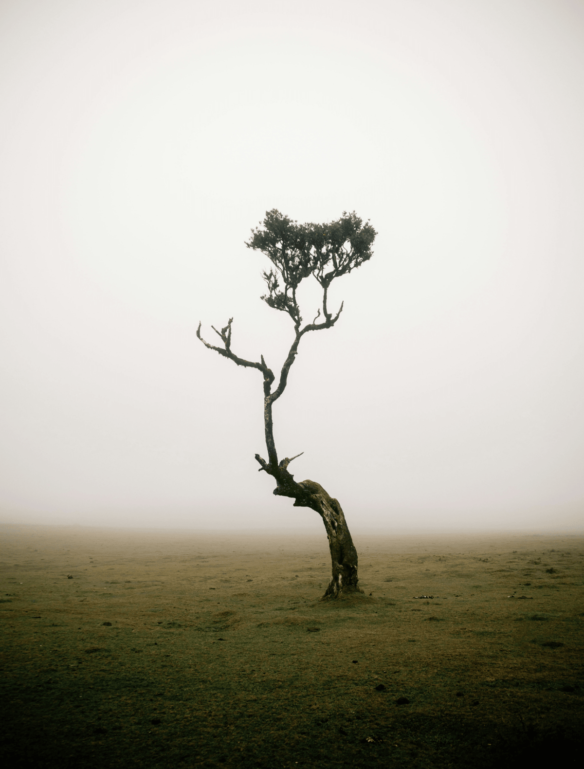 A lone gnarled tree on a grassy plain in heavy fog, the study image for the Signal candle