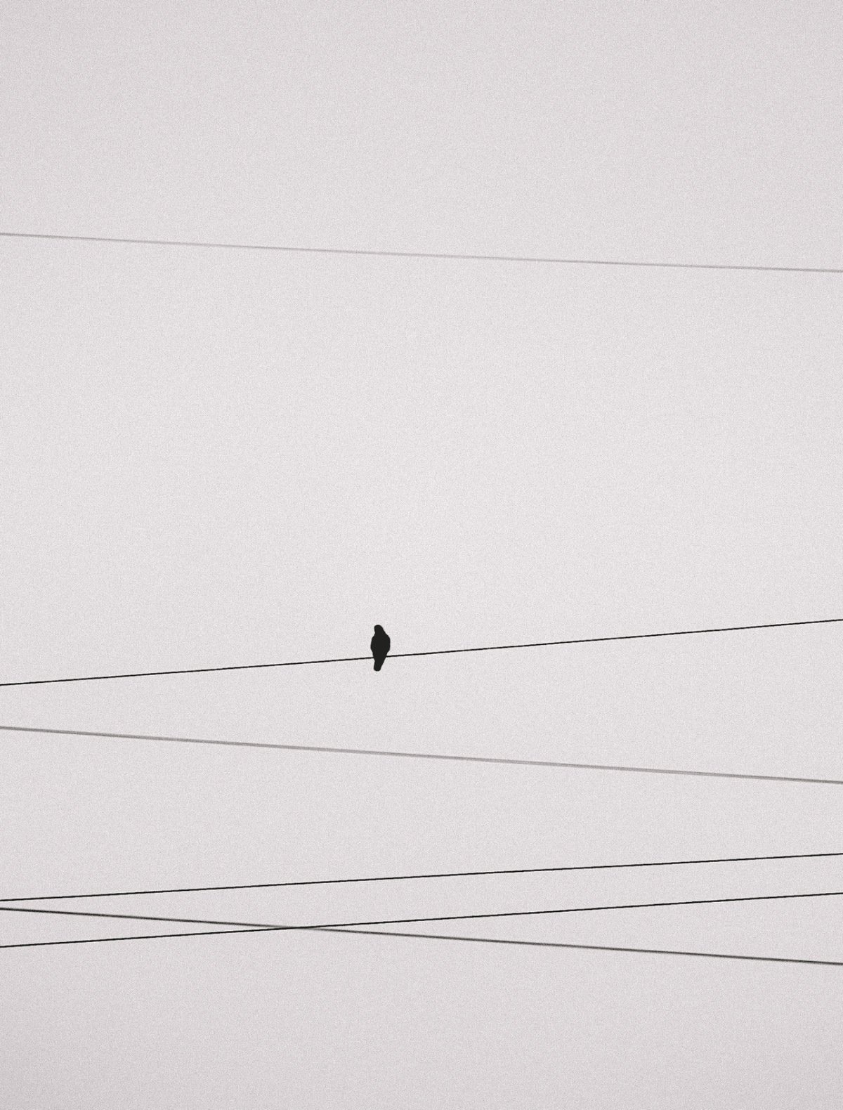 A small black bird perched on a horizontal power line against a pale gray sky, with additional thin power lines crossing the frame.