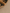 Close-up of Palo Santo sticks in a ceramic bowl on a beige surface