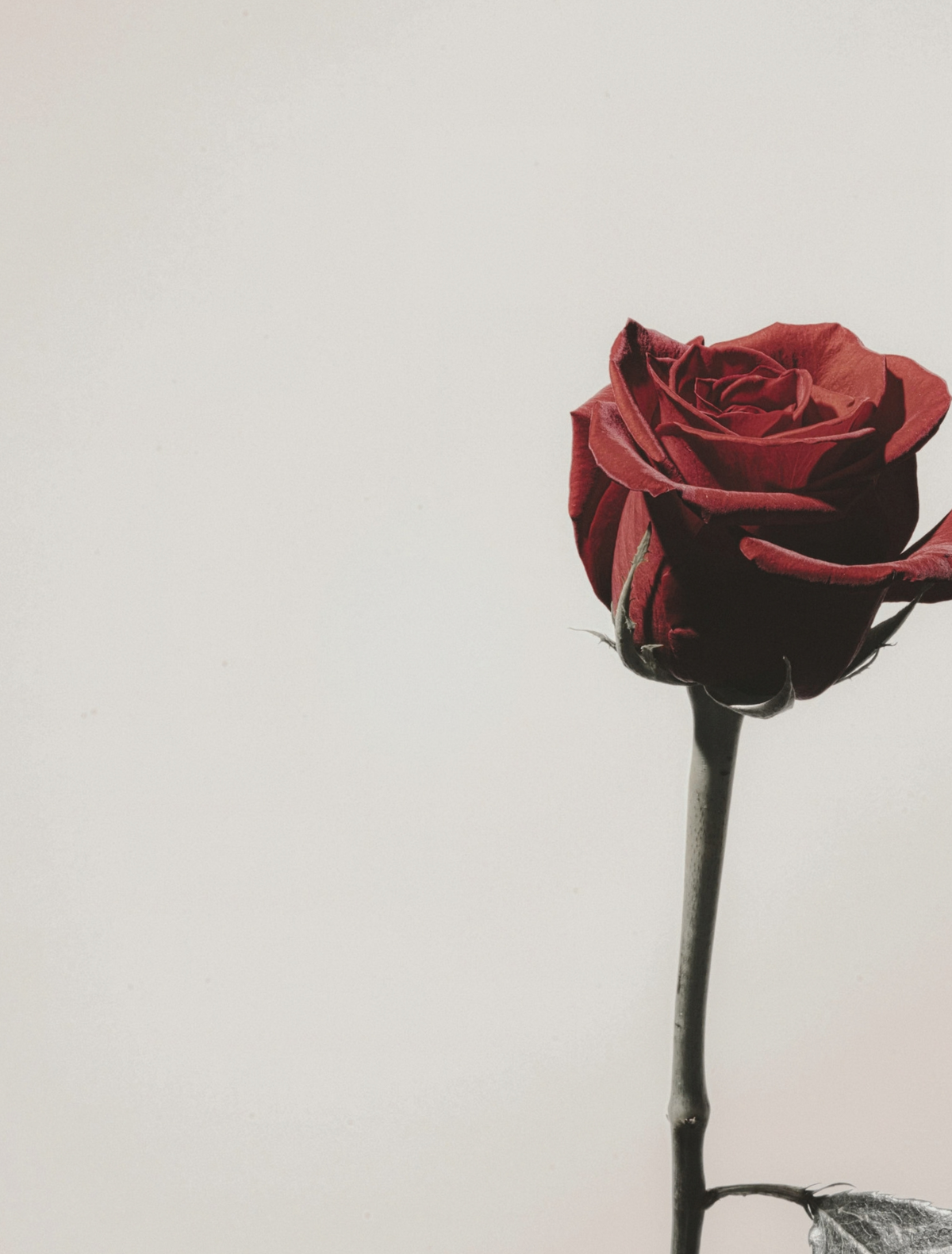 A single deep red rose on a long stem against off-white, the hero note of the Witness candle